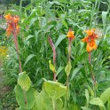 Canna x 'Panach'